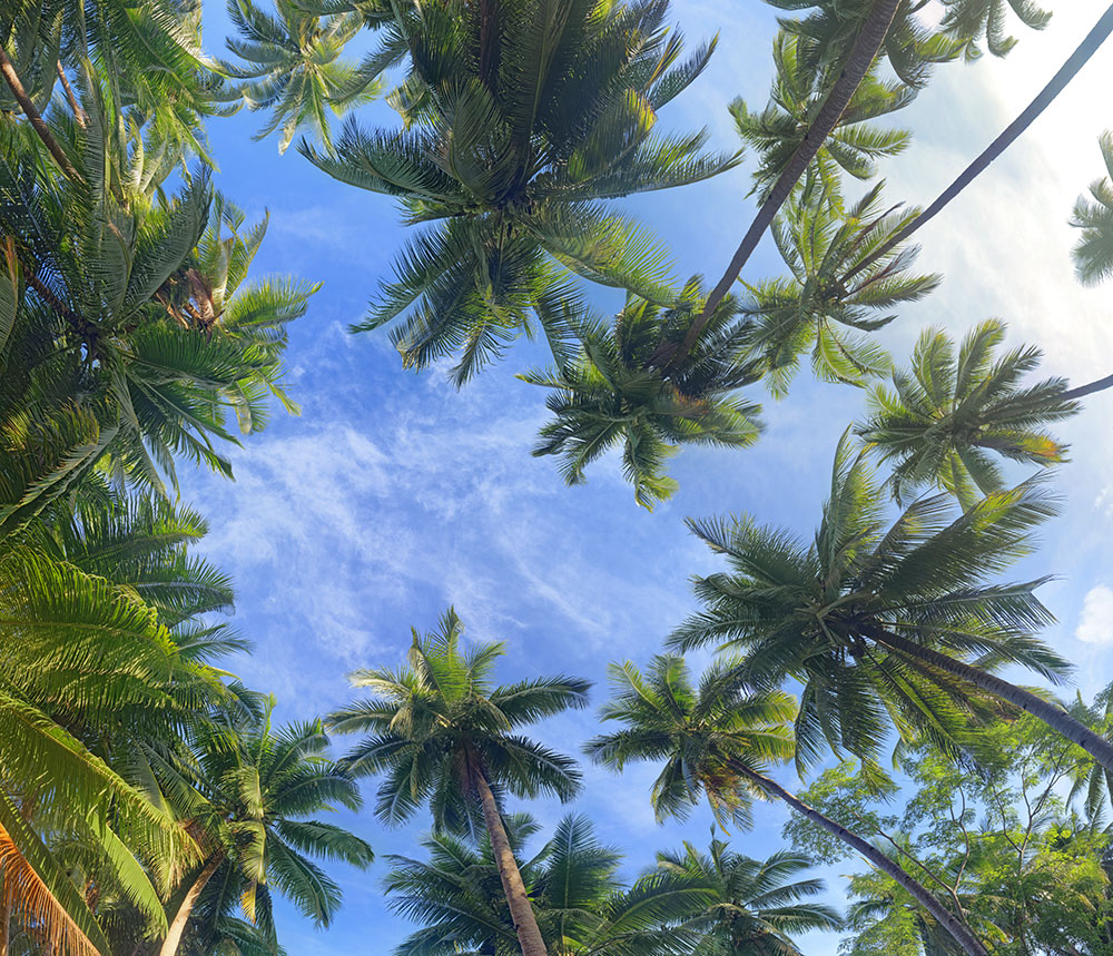 coconuts tree 14